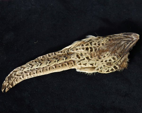 Dohiku Hen pheasant complete tail - Natural