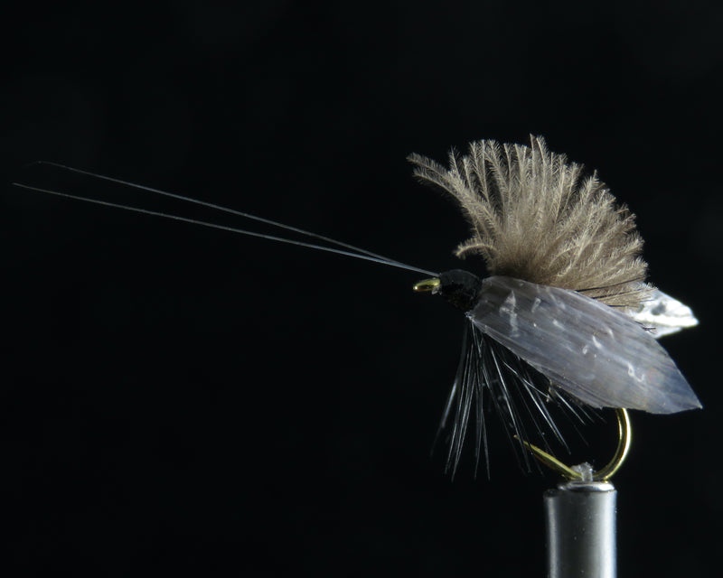 Wounded Adult Caddis black