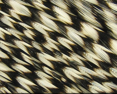 Microbarb Genetic Rooster Feathers